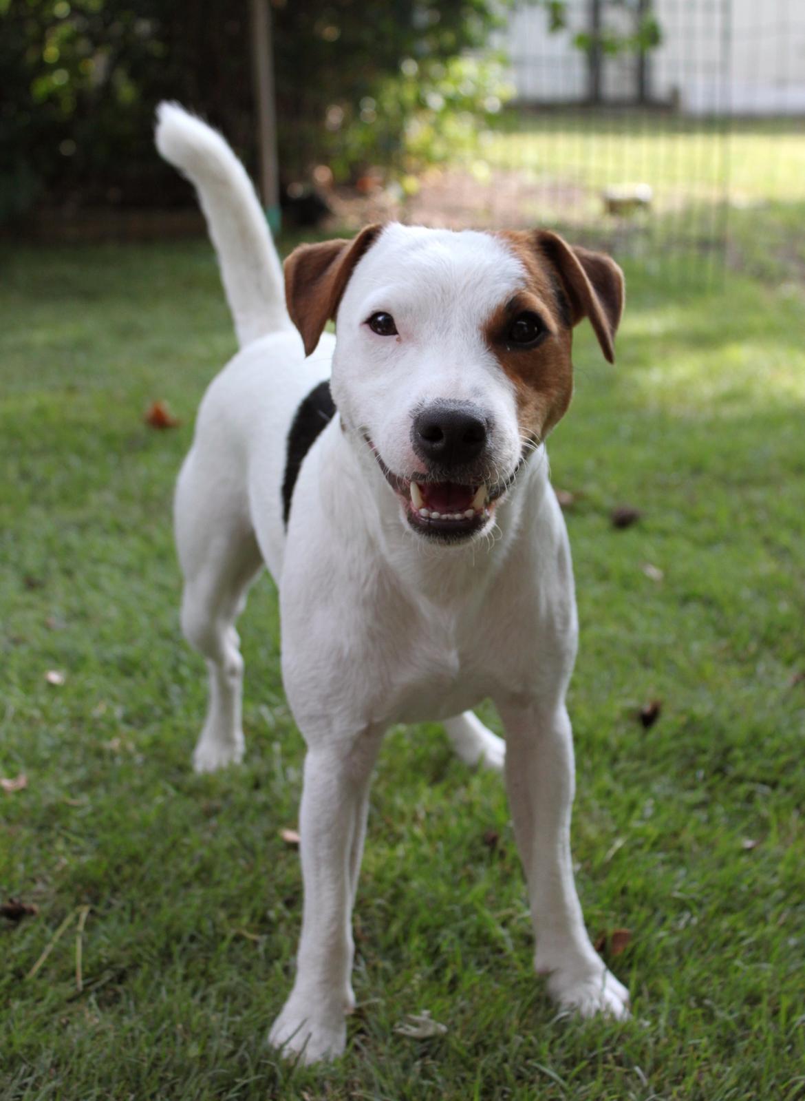 Parson russell terrier HiJacks 1st New Years Venturo billede 1