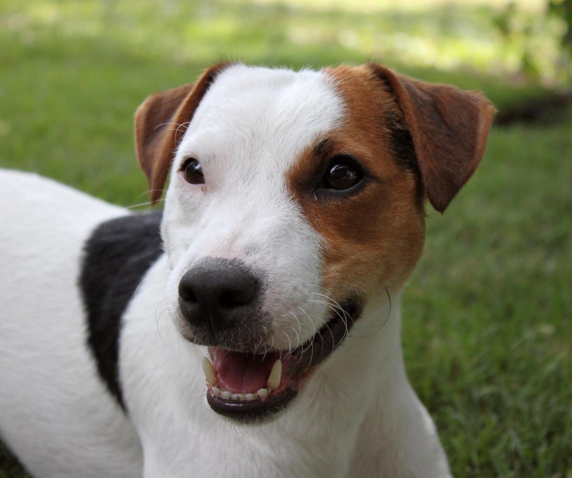 Parson russell terrier HiJacks 1st New Years Venturo billede 9