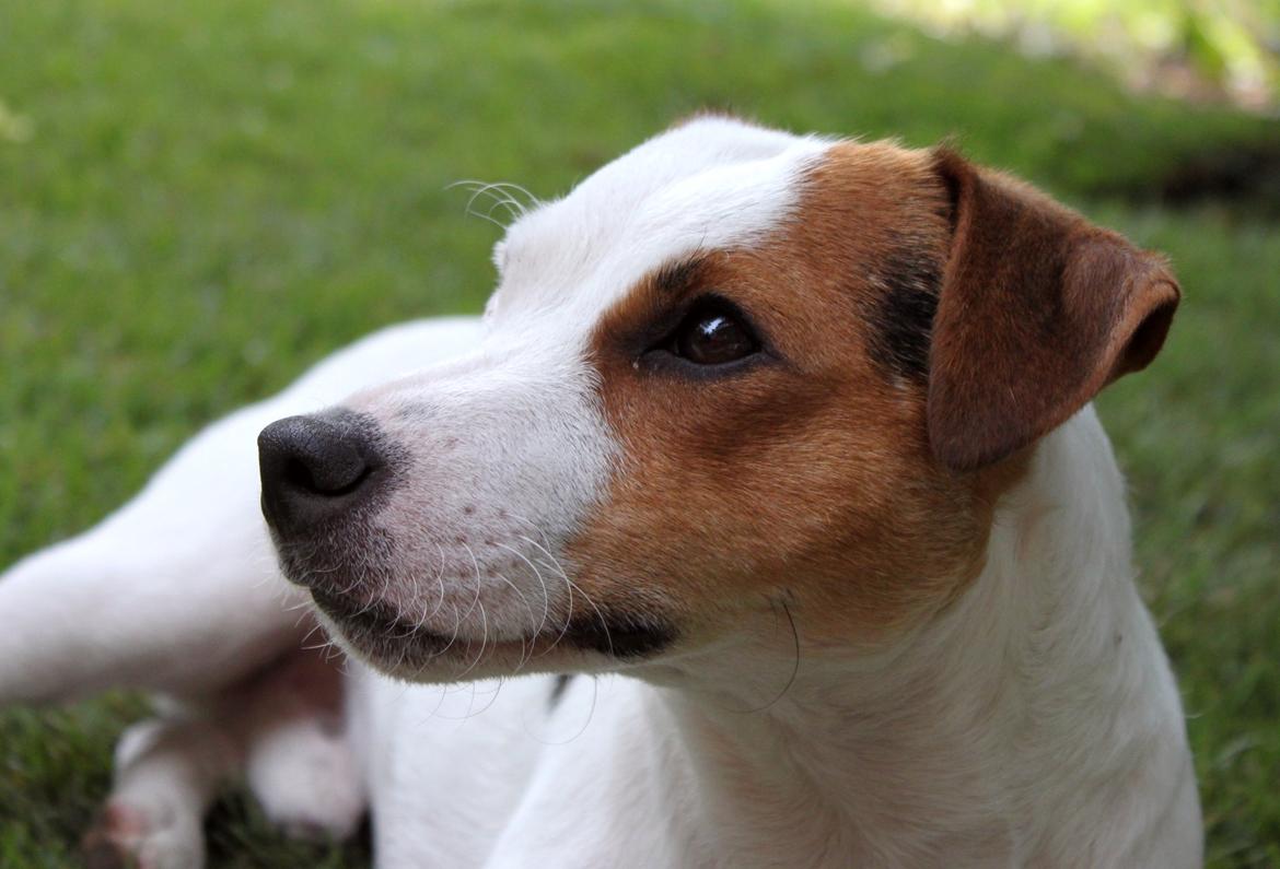 Parson russell terrier HiJacks 1st New Years Venturo billede 10