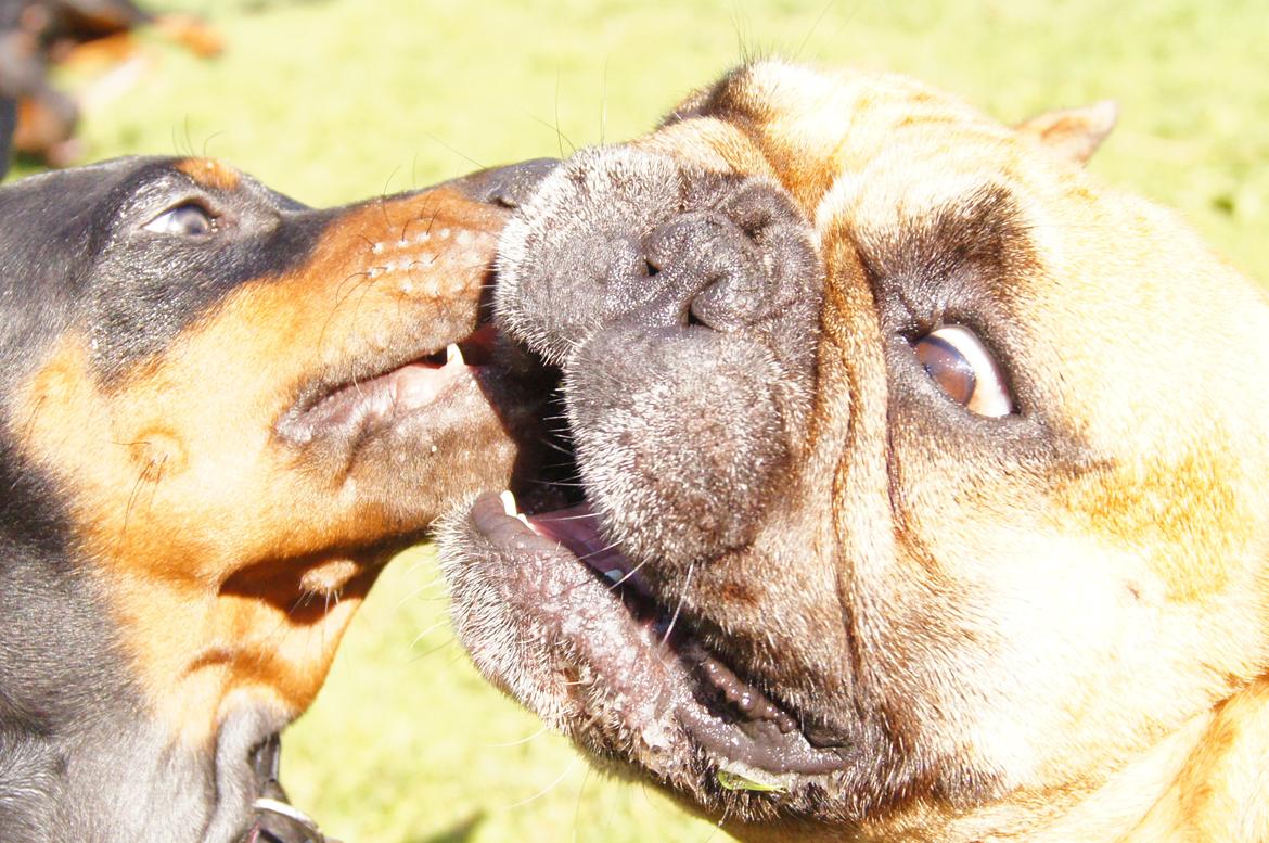 Dobermann MALKIN billede 9