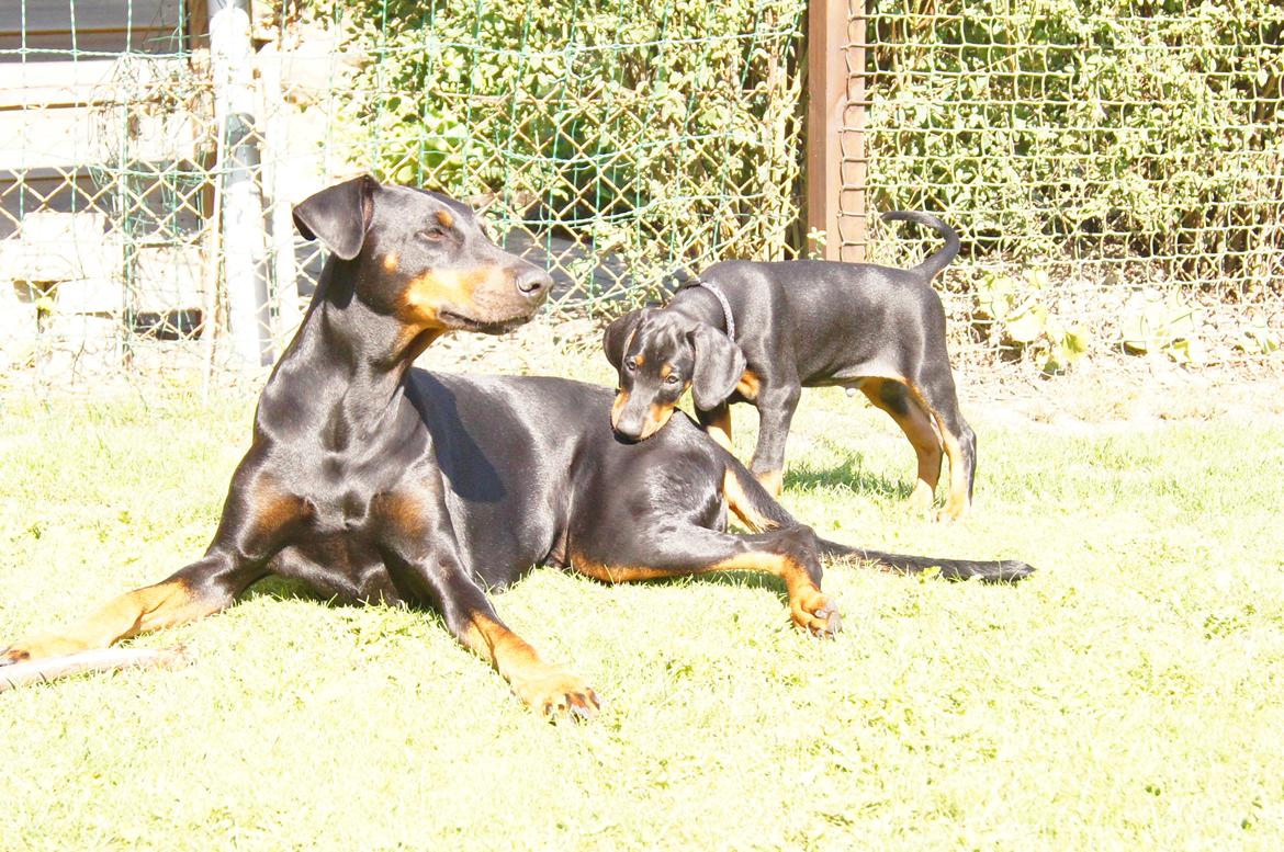 Dobermann MALKIN billede 10