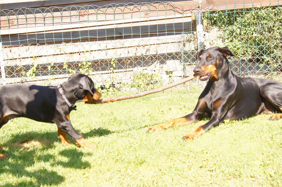 Dobermann MALKIN billede 11