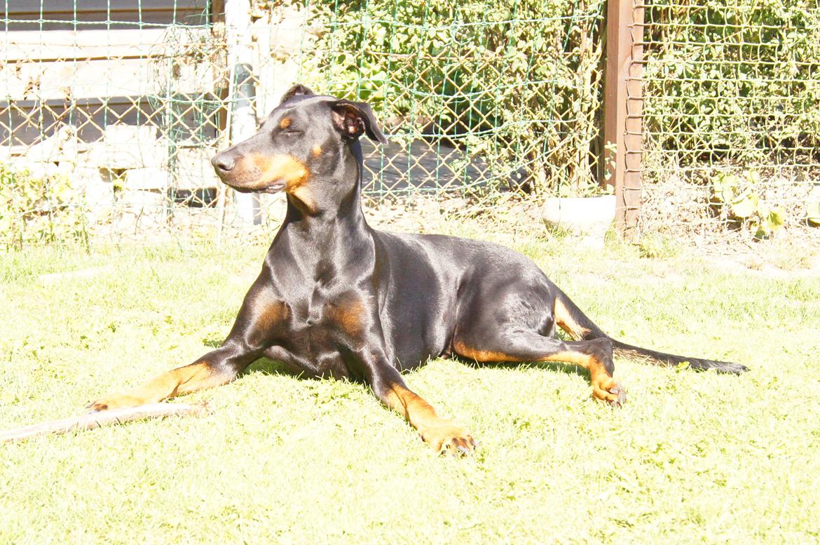 Dobermann DEBBI billede 1