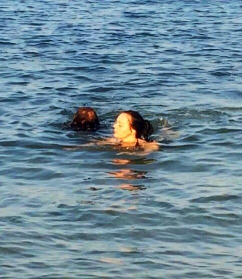 Labrador retriever Balou billede 23