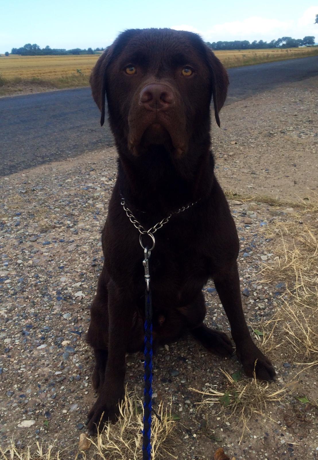 Labrador retriever Balou billede 24