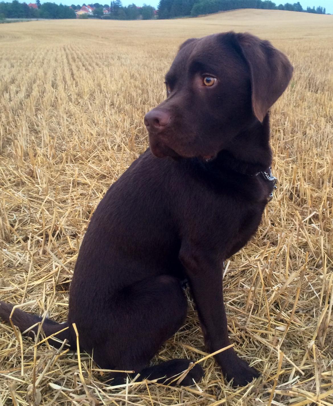Labrador retriever Balou billede 25