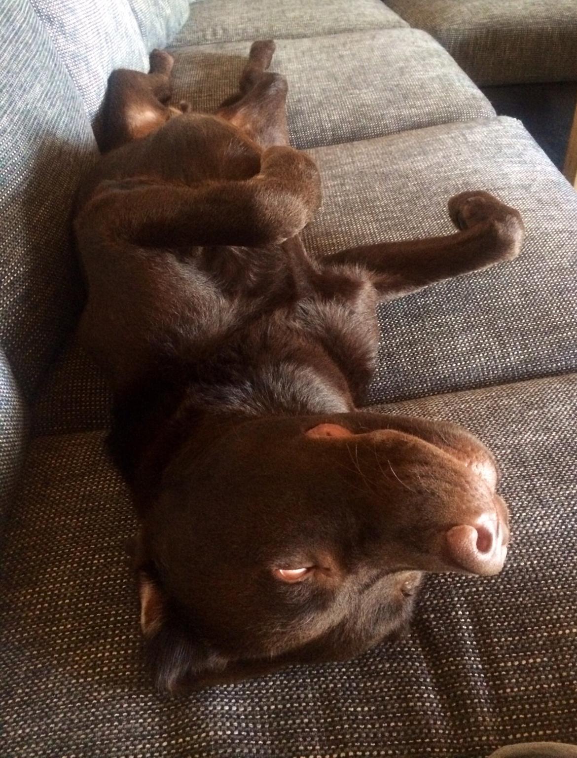 Labrador retriever Balou billede 26