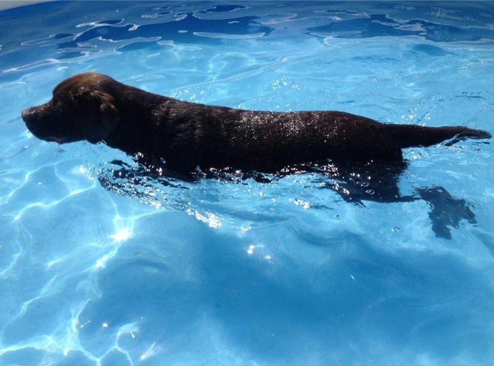 Labrador retriever Balou billede 27