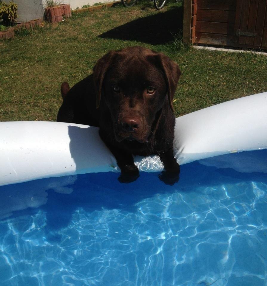 Labrador retriever Balou billede 28