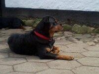 Rottweiler Mollie<3 |Molsen|<3 R.I.P Min trold..<3 billede 27