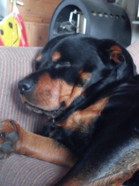 Rottweiler Mollie<3 |Molsen|<3 R.I.P Min trold..<3 billede 30