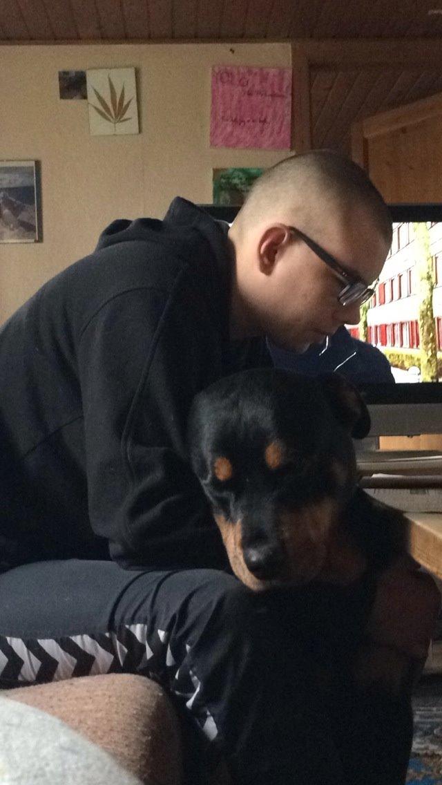 Rottweiler Mollie<3 |Molsen|<3 R.I.P Min trold..<3 billede 10