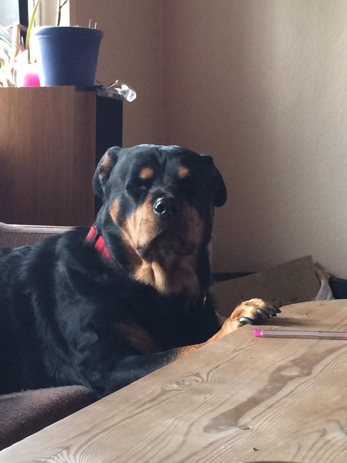 Rottweiler Mollie<3 |Molsen|<3 R.I.P Min trold..<3 billede 32