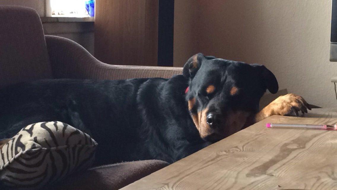Rottweiler Mollie<3 |Molsen|<3 R.I.P Min trold..<3 billede 33