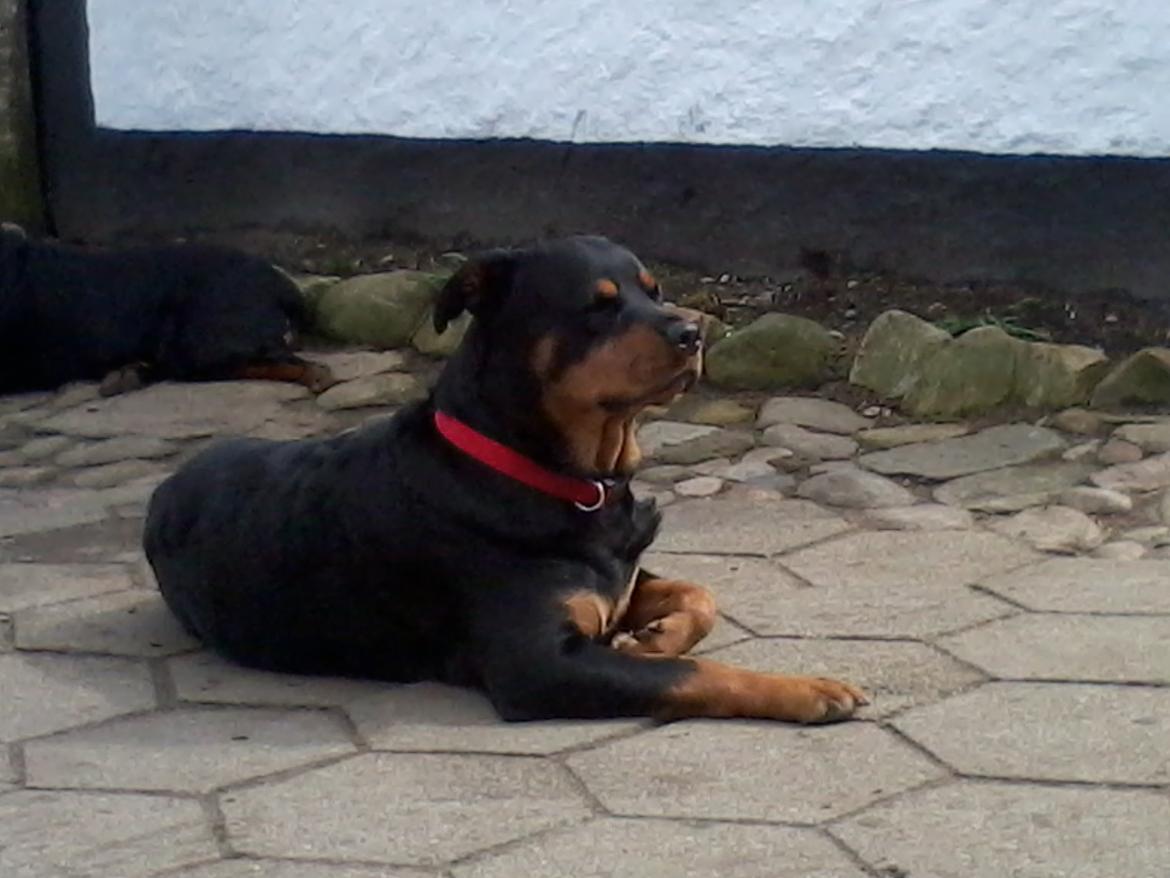 Rottweiler Mollie<3 |Molsen|<3 R.I.P Min trold..<3 billede 28