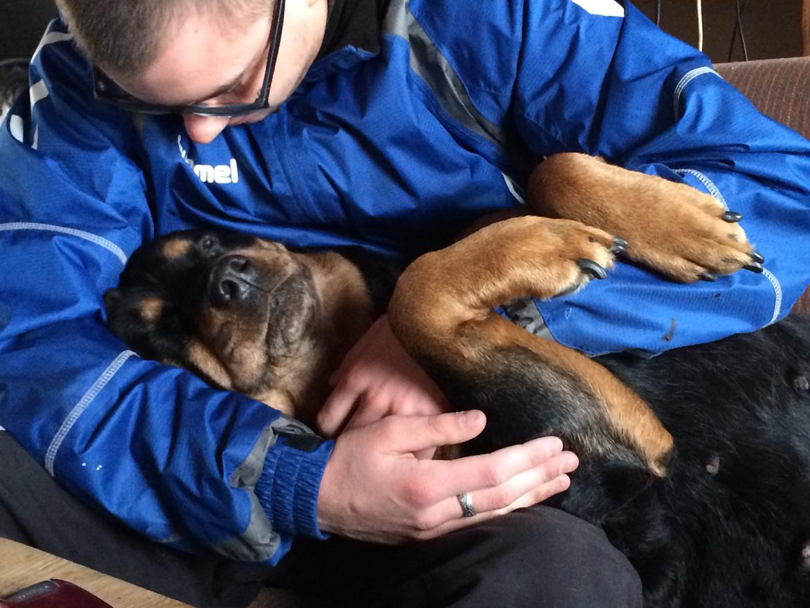 Rottweiler Mollie<3 |Molsen|<3 R.I.P Min trold..<3 - Søde Molse<3 billede 16