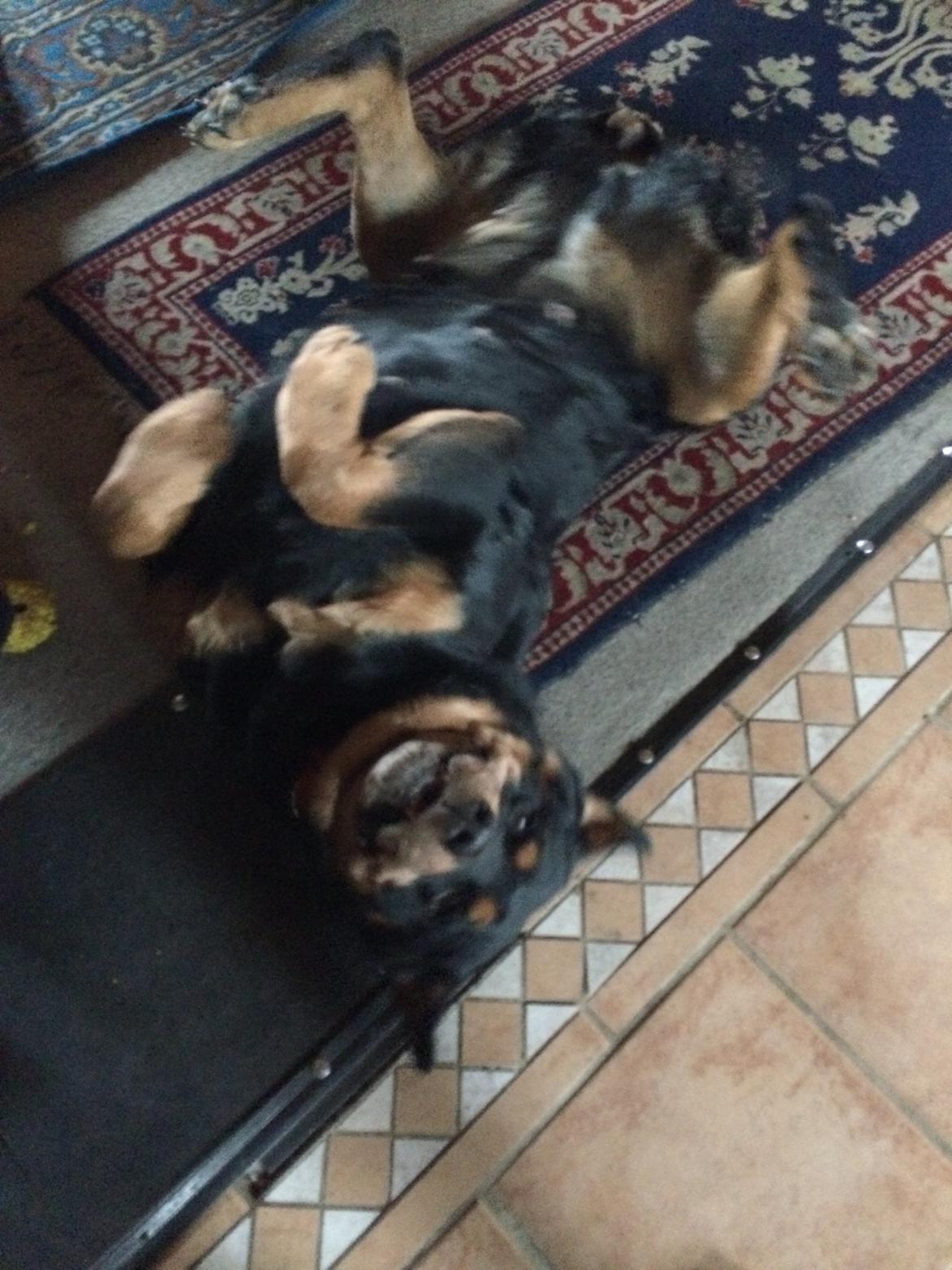 Rottweiler Mollie<3 |Molsen|<3 R.I.P Min trold..<3 billede 38