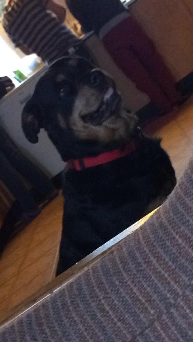 Rottweiler Mollie<3 |Molsen|<3 R.I.P Min trold..<3 billede 39