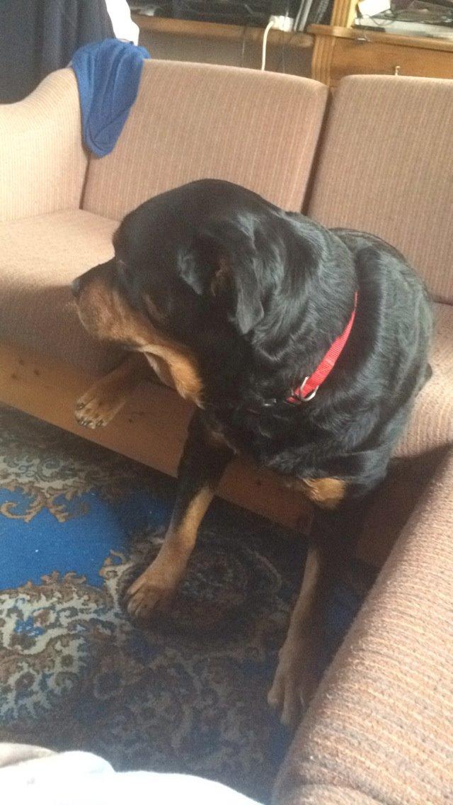 Rottweiler Mollie<3 |Molsen|<3 R.I.P Min trold..<3 billede 40