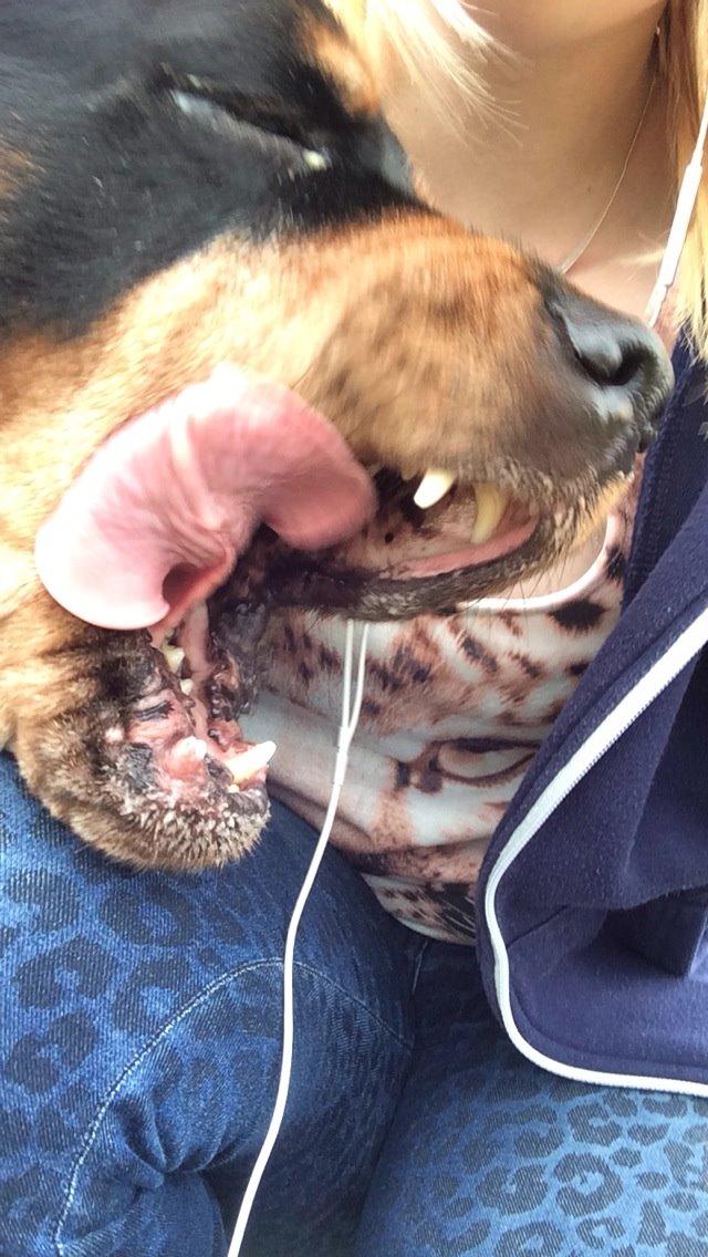 Rottweiler Mollie<3 |Molsen|<3 R.I.P Min trold..<3 billede 41