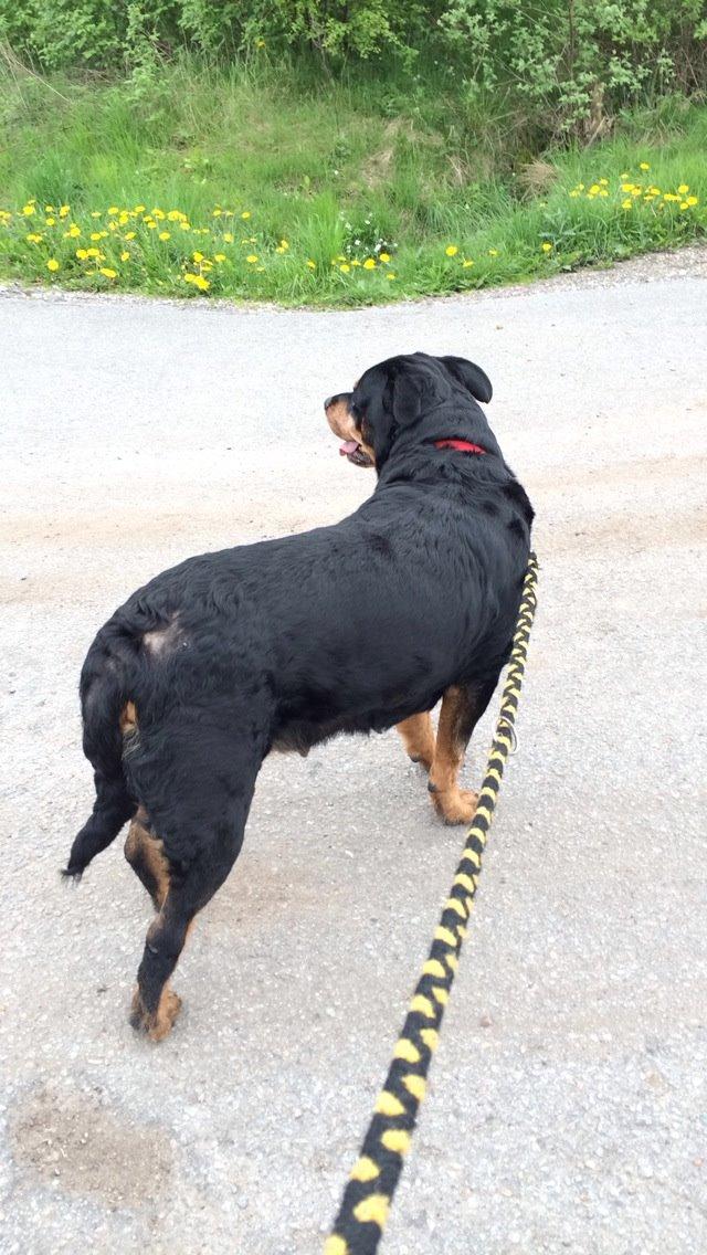 Rottweiler Mollie<3 |Molsen|<3 R.I.P Min trold..<3 billede 42