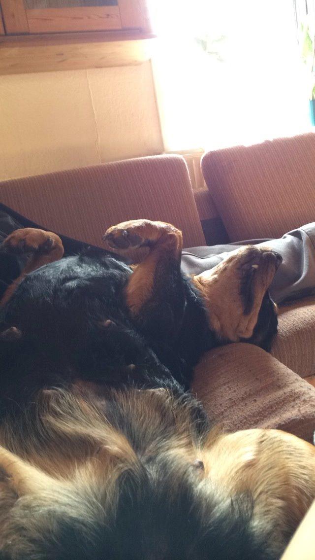 Rottweiler Mollie<3 |Molsen|<3 R.I.P Min trold..<3 billede 43