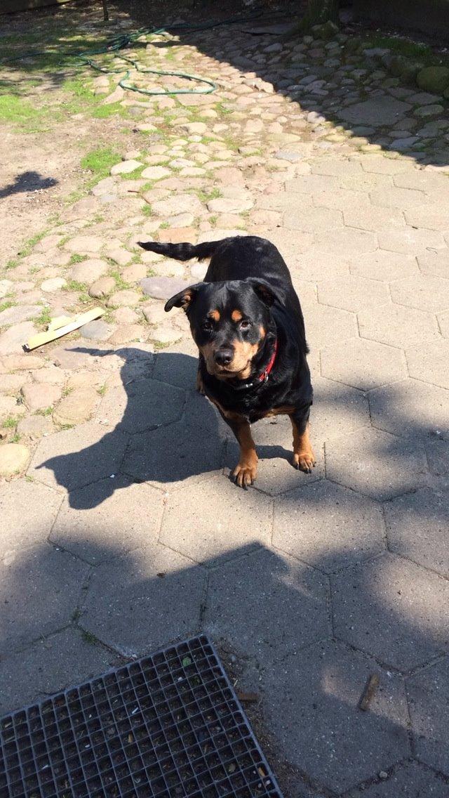 Rottweiler Mollie<3 |Molsen|<3 R.I.P Min trold..<3 billede 44