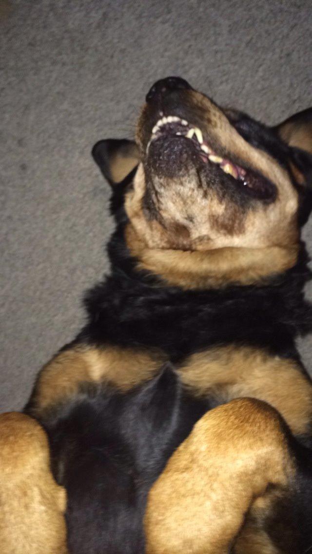 Rottweiler Mollie<3 |Molsen|<3 R.I.P Min trold..<3 billede 45