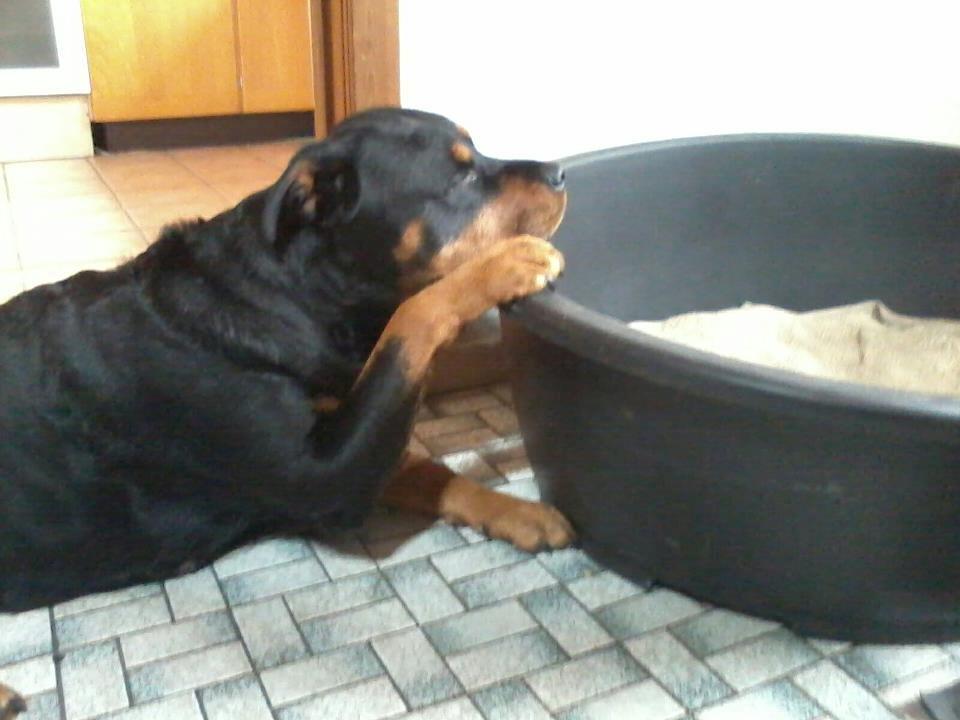 Rottweiler Mollie<3 |Molsen|<3 R.I.P Min trold..<3 billede 46