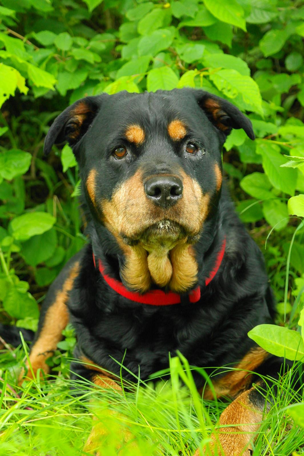 Rottweiler Mollie<3 |Molsen|<3 R.I.P Min trold..<3 billede 37