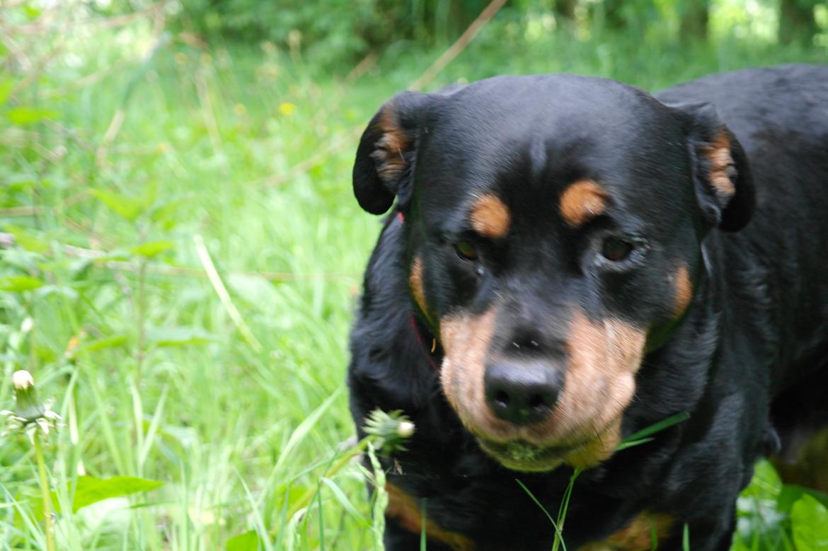 Rottweiler Mollie<3 |Molsen|<3 R.I.P Min trold..<3 billede 31