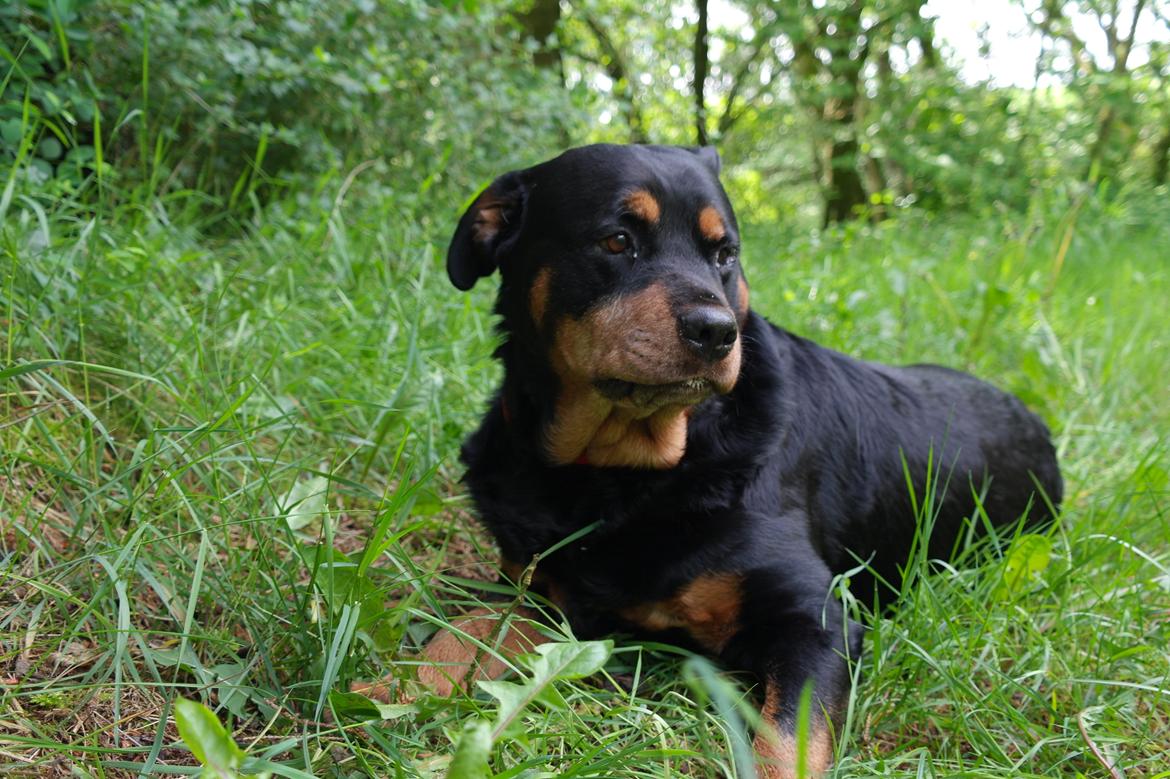 Rottweiler Mollie<3 |Molsen|<3 R.I.P Min trold..<3 billede 47