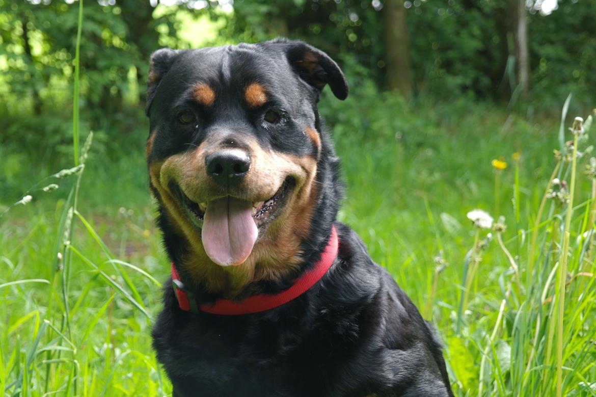 Rottweiler Mollie<3 |Molsen|<3 R.I.P Min trold..<3 billede 35