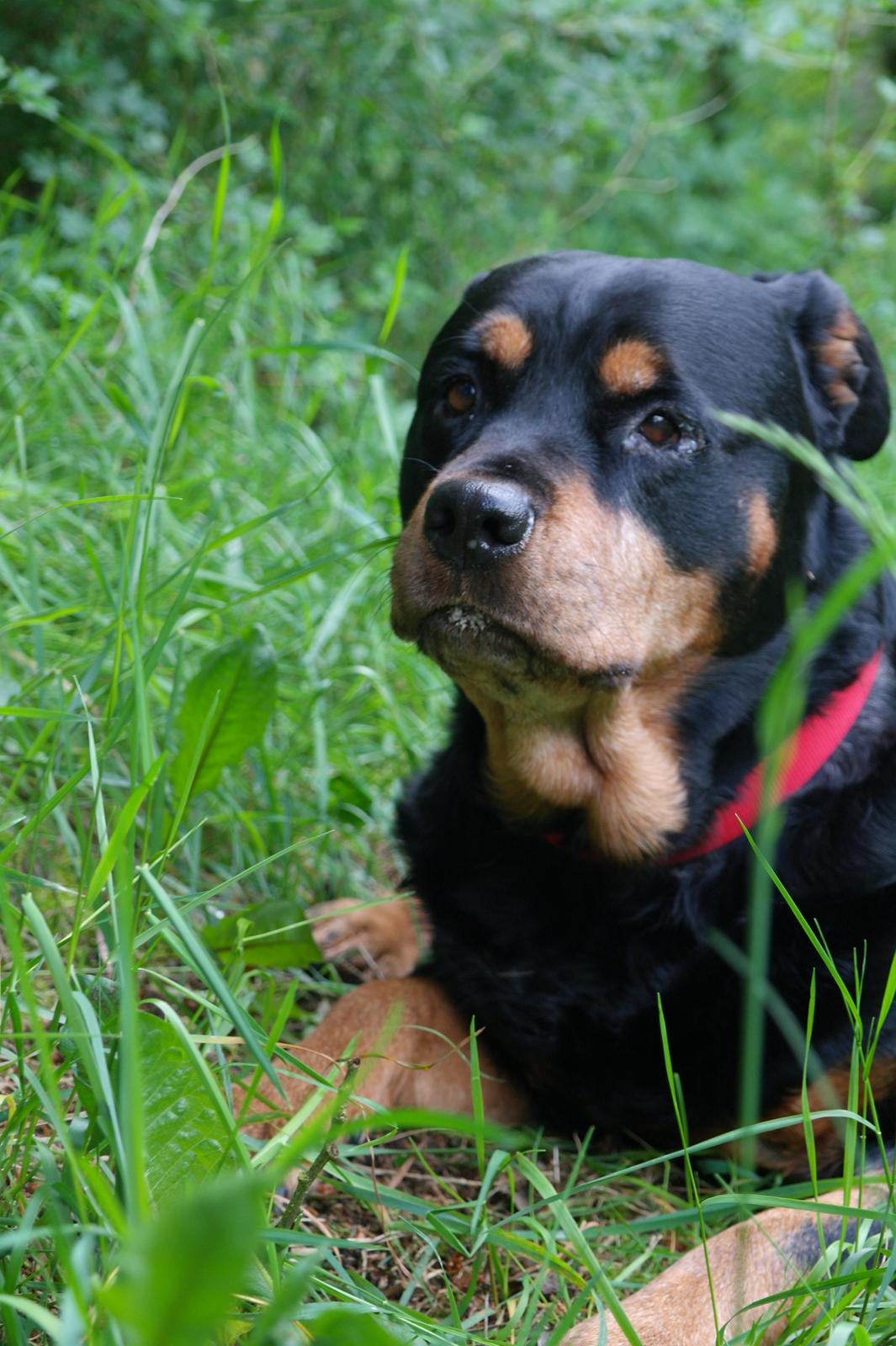 Rottweiler Mollie<3 |Molsen|<3 R.I.P Min trold..<3 billede 14