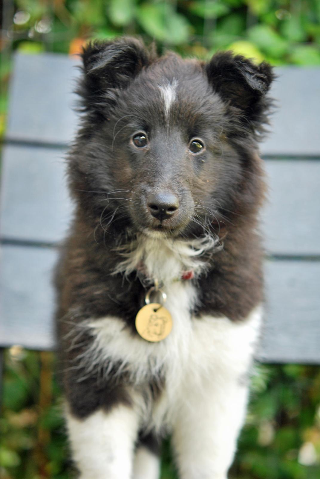 Shetland sheepdog Svala billede 13