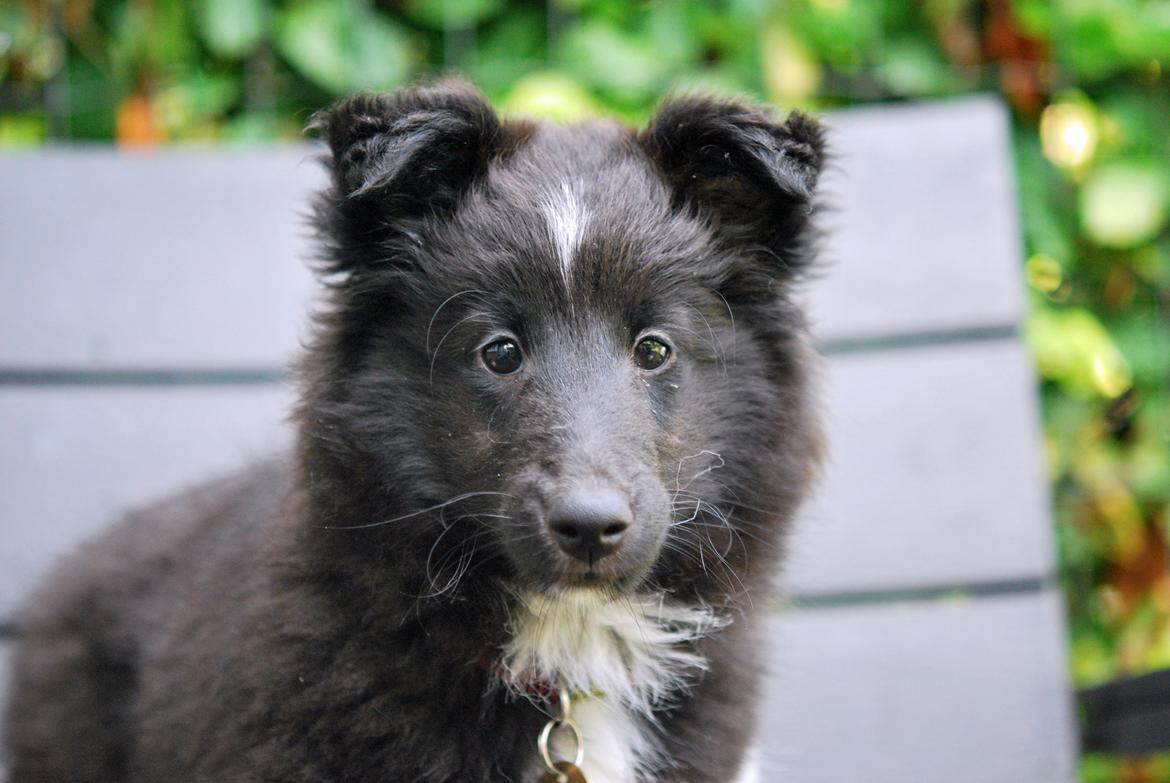 Shetland sheepdog Svala billede 11