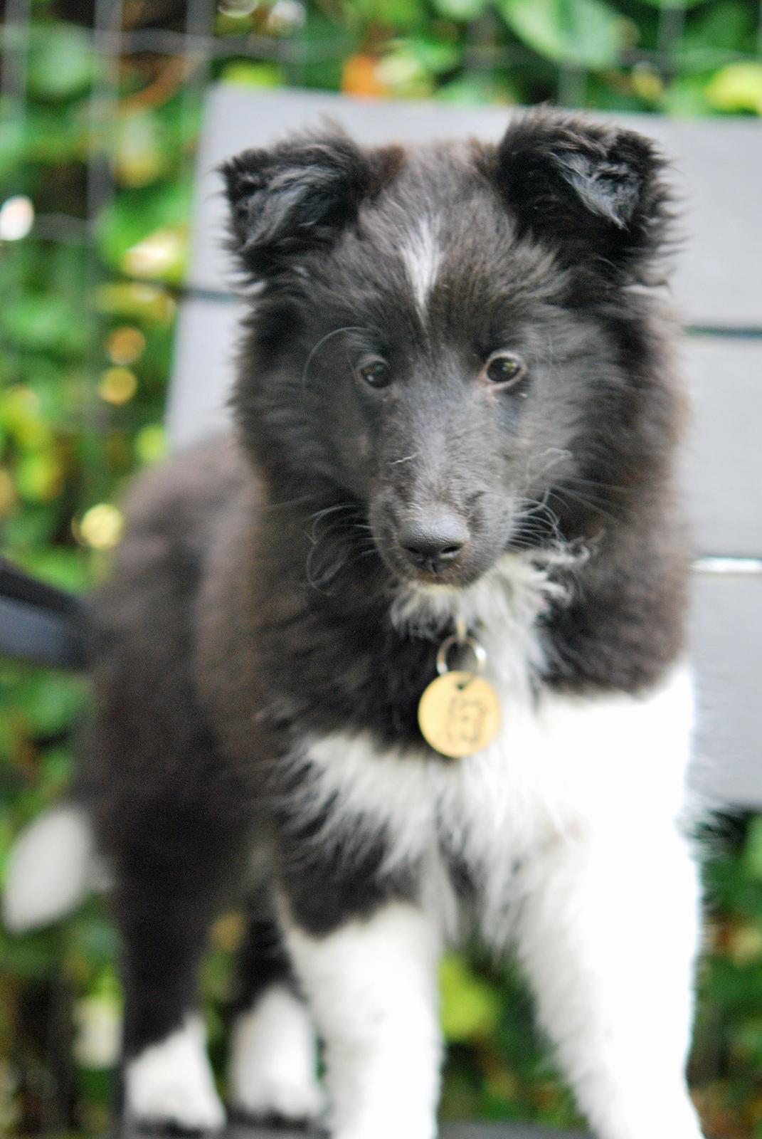 Shetland sheepdog Svala billede 12