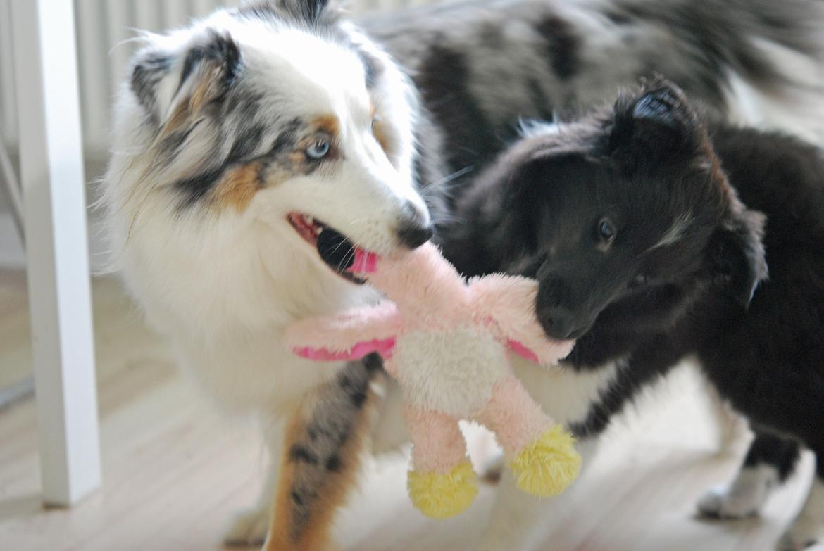 Shetland sheepdog Svala billede 14