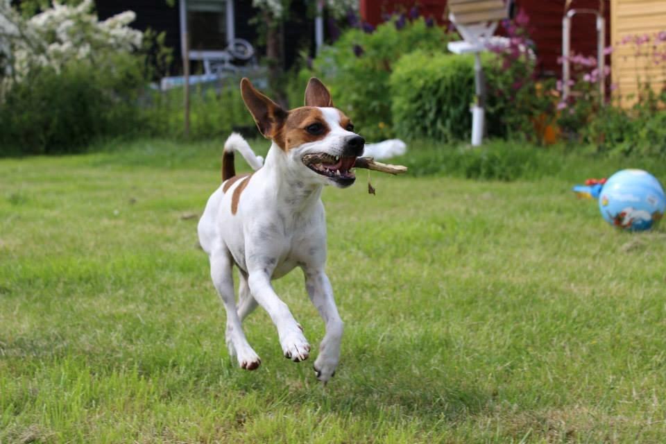 Dansk svensk gaardhund Eddie billede 1