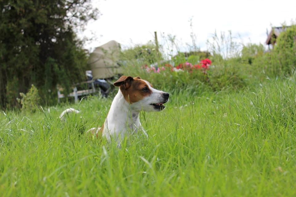 Dansk svensk gaardhund Eddie billede 8