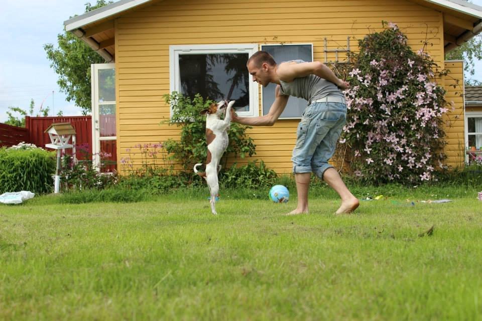 Dansk svensk gaardhund Eddie billede 10