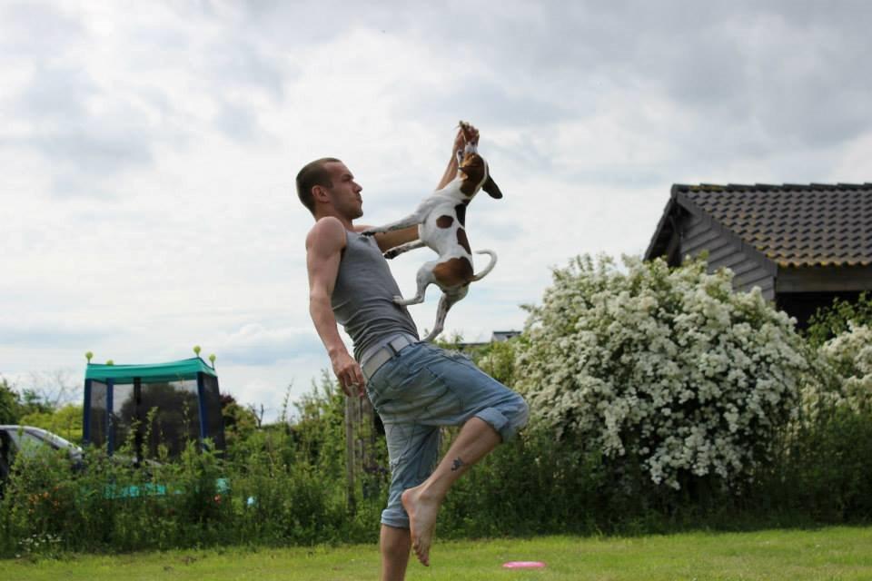 Dansk svensk gaardhund Eddie billede 11