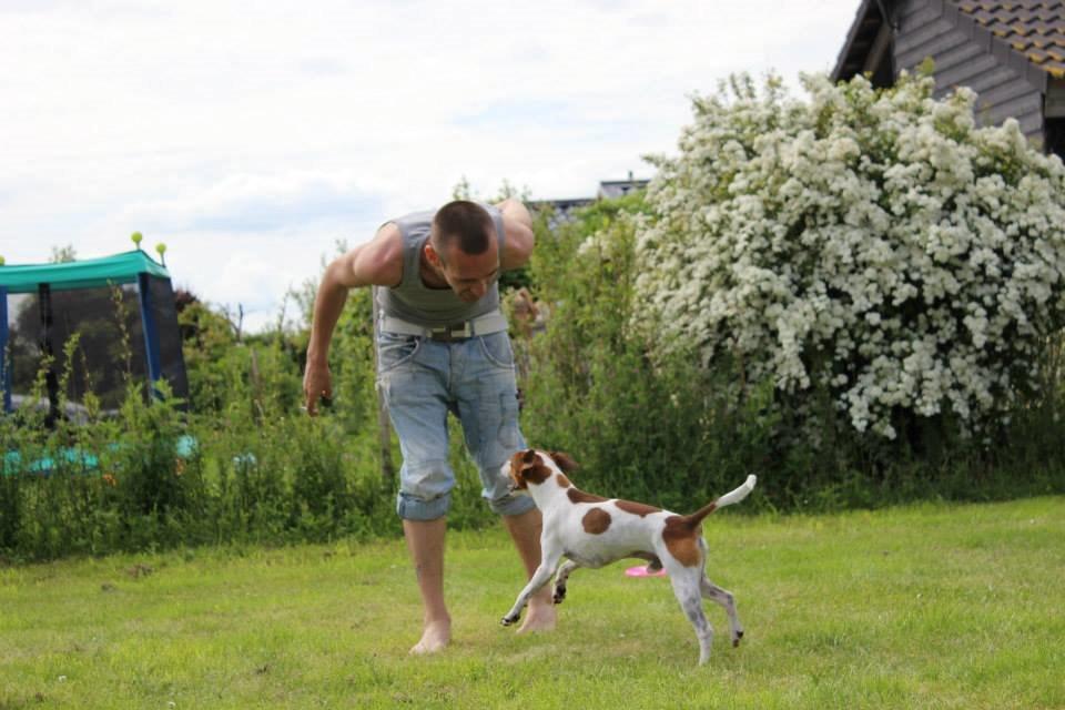 Dansk svensk gaardhund Eddie billede 9