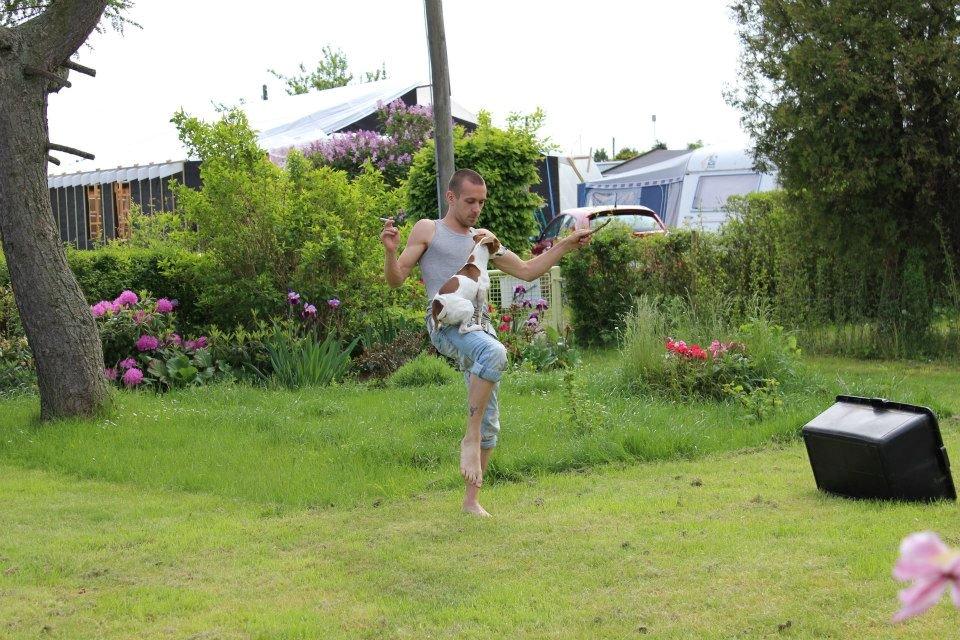 Dansk svensk gaardhund Eddie billede 13