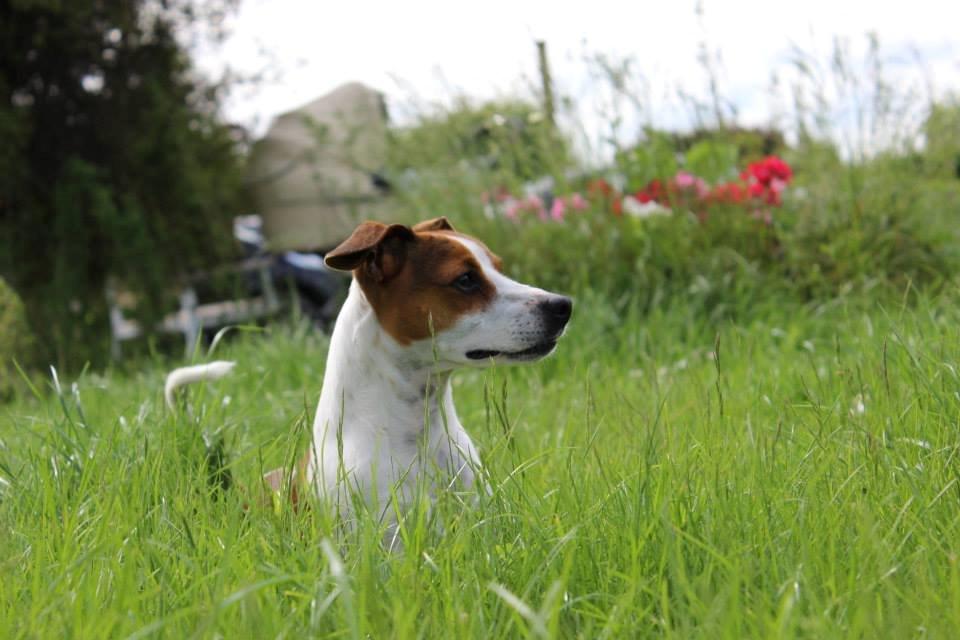 Dansk svensk gaardhund Eddie billede 15