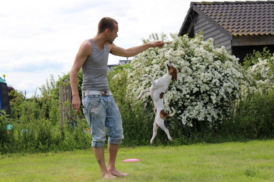 Dansk svensk gaardhund Eddie billede 16