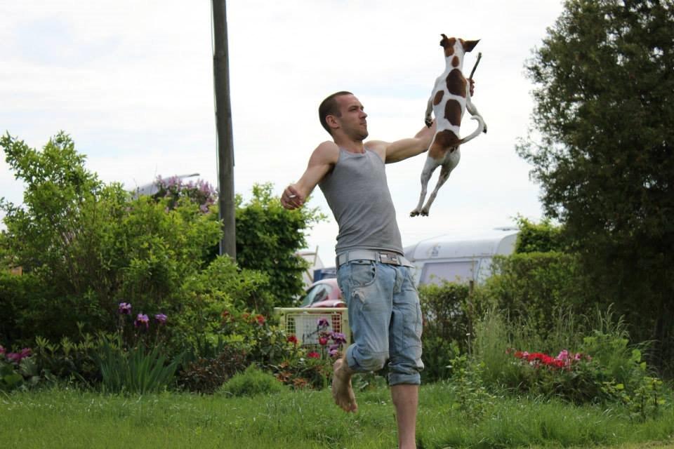 Dansk svensk gaardhund Eddie billede 12