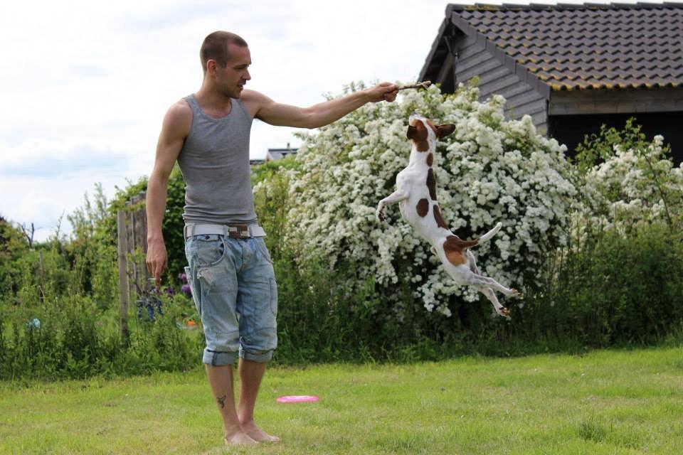 Dansk svensk gaardhund Eddie billede 18