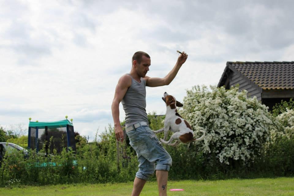 Dansk svensk gaardhund Eddie billede 17