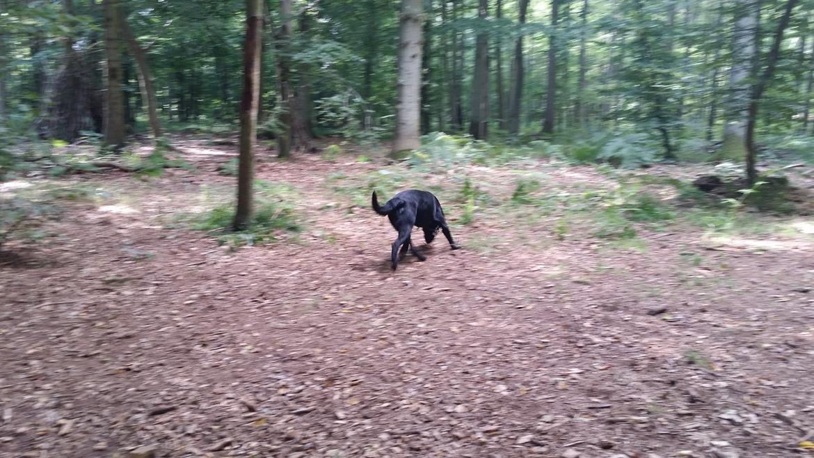 Blanding af racer Mikkel billede 13